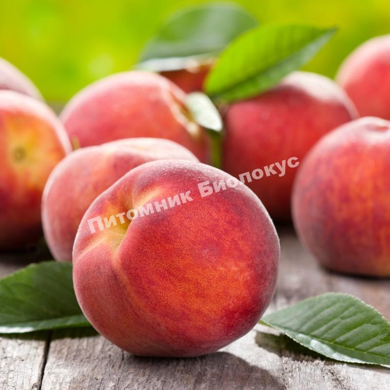 Персик Майский цветок