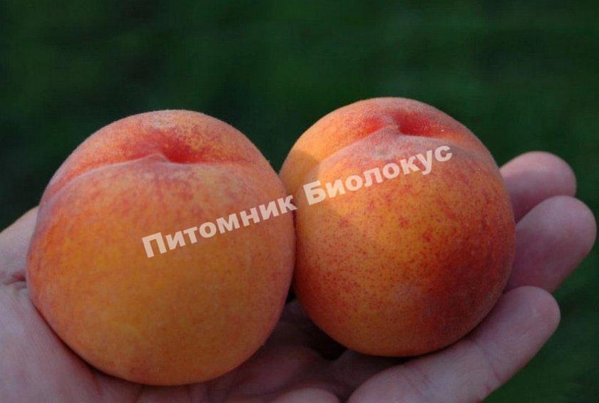 Персик Московский карлик