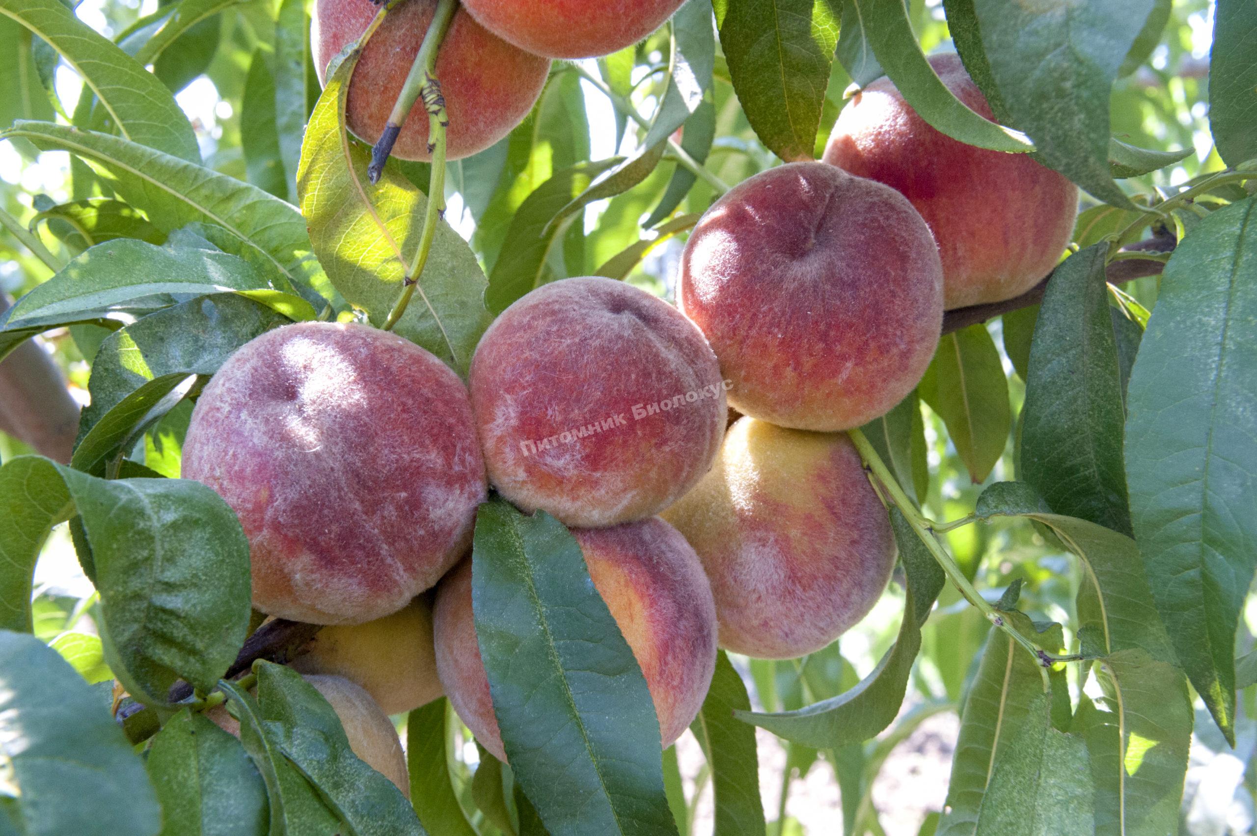 Персик Память Симиренко