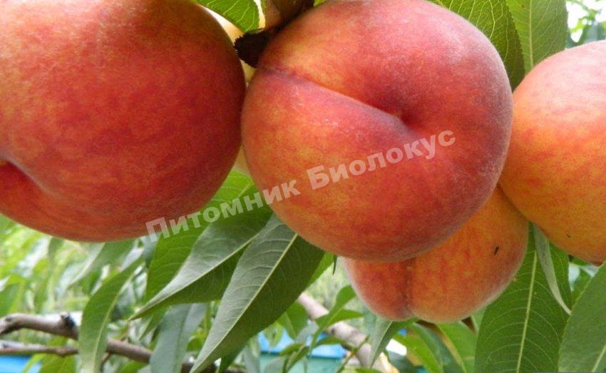 Персик Посол Мира