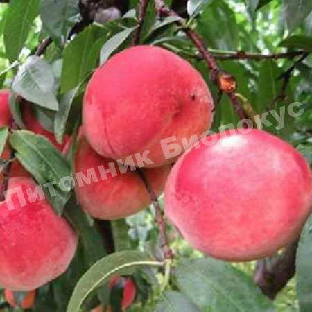 Персик Ранний Сычева