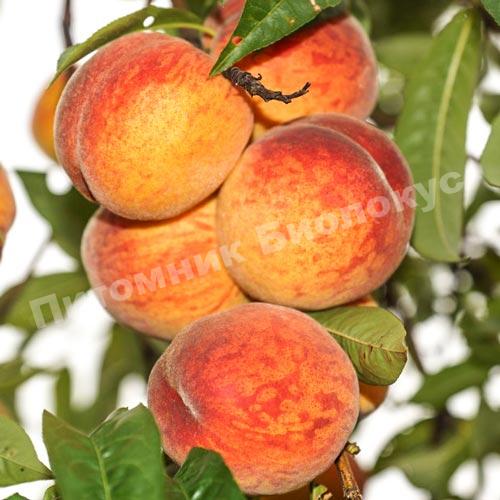 Персик Ранний Кубани