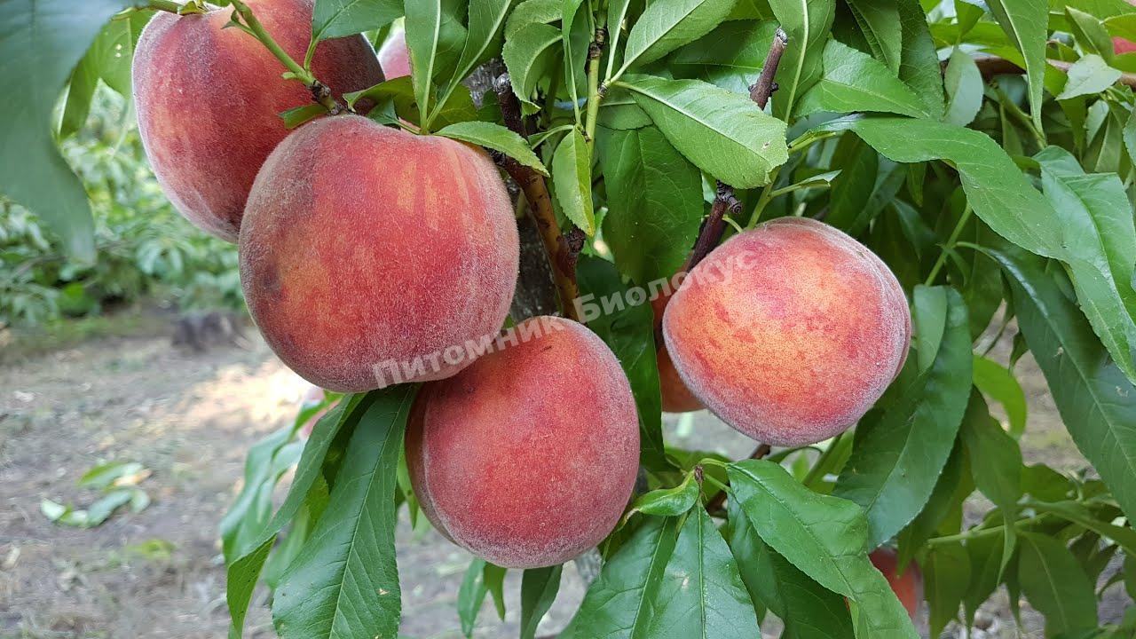Персик Рубиновый принц