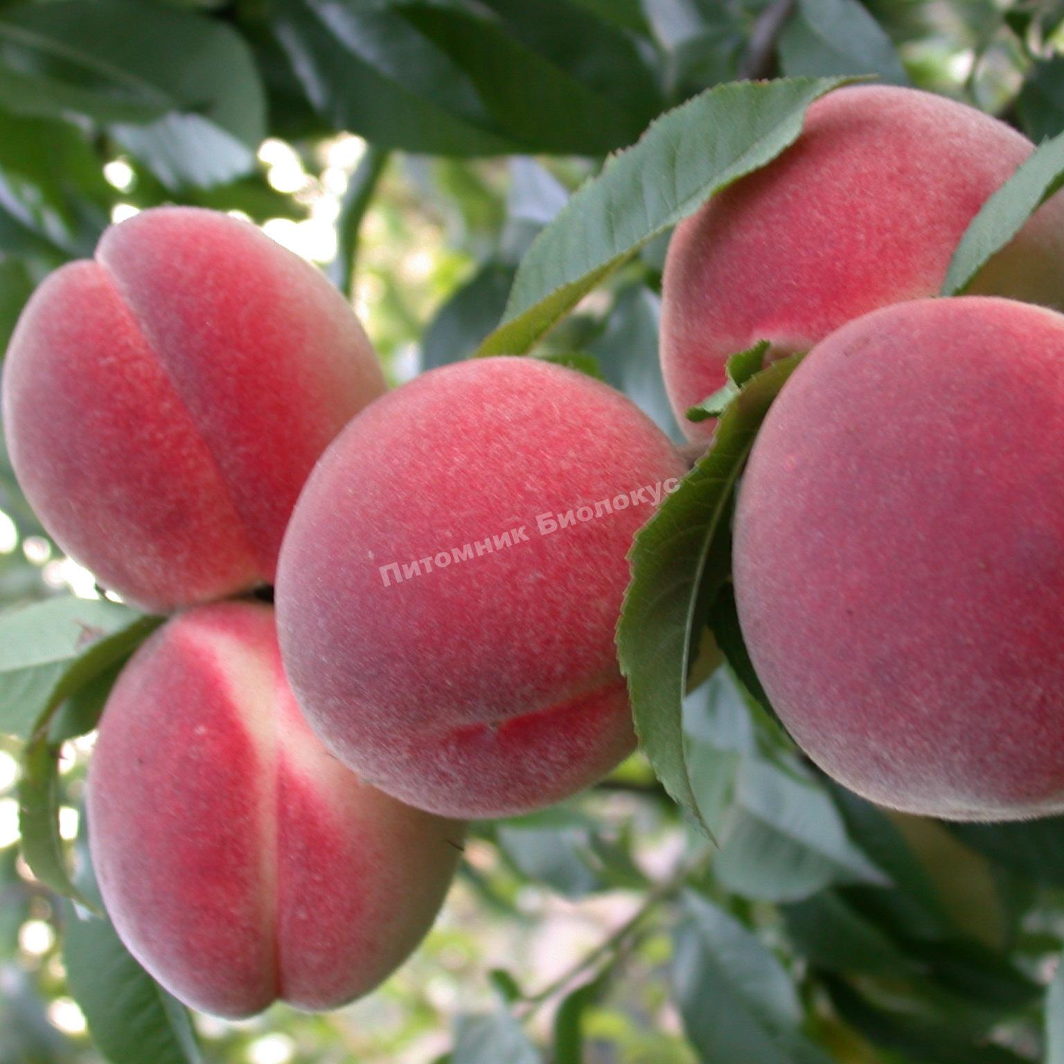 Персик Сеянец Старка