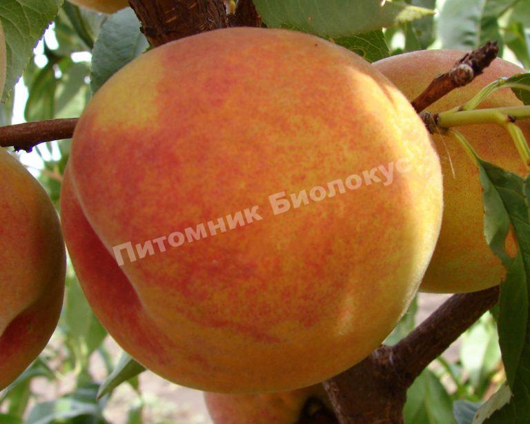 Персик Сибиряк