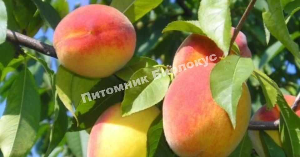Персик Советский