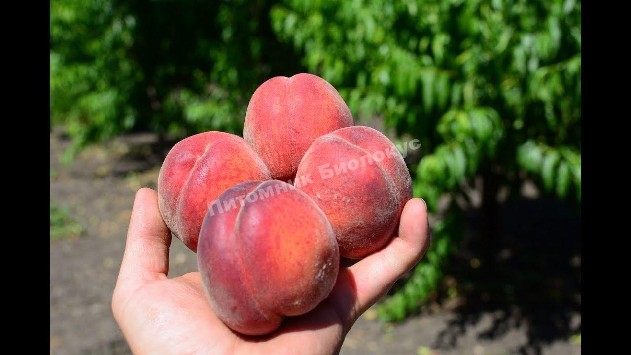 Персик Спринг Голд