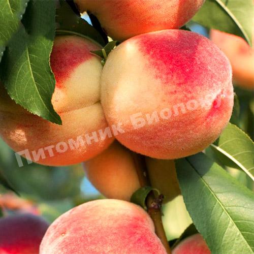 Персик Ставропольский розовый
