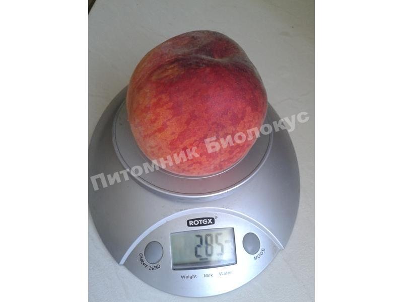 Персик Вавиловский