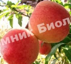 Персик Вулкан