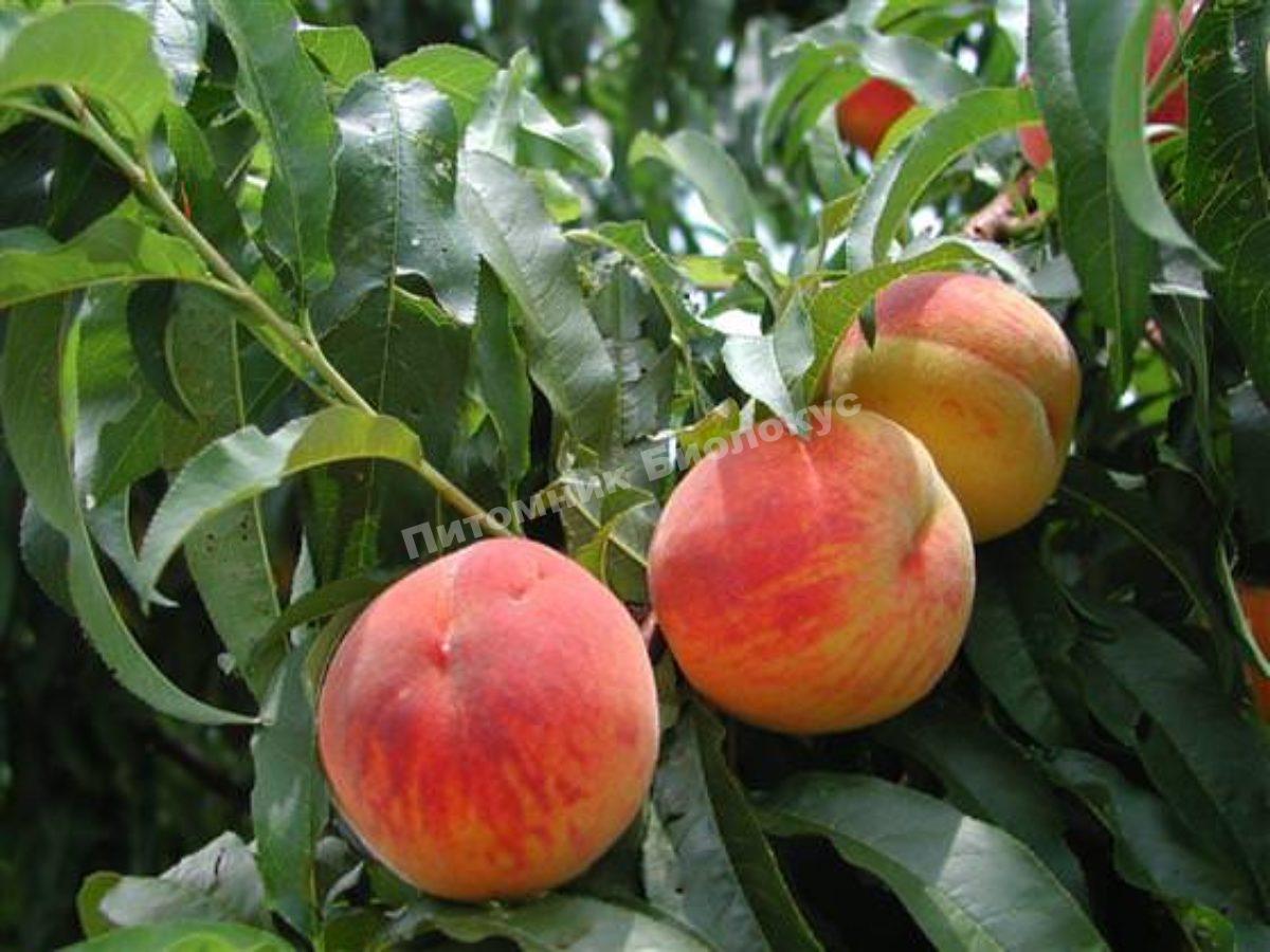 Персик Закатный
