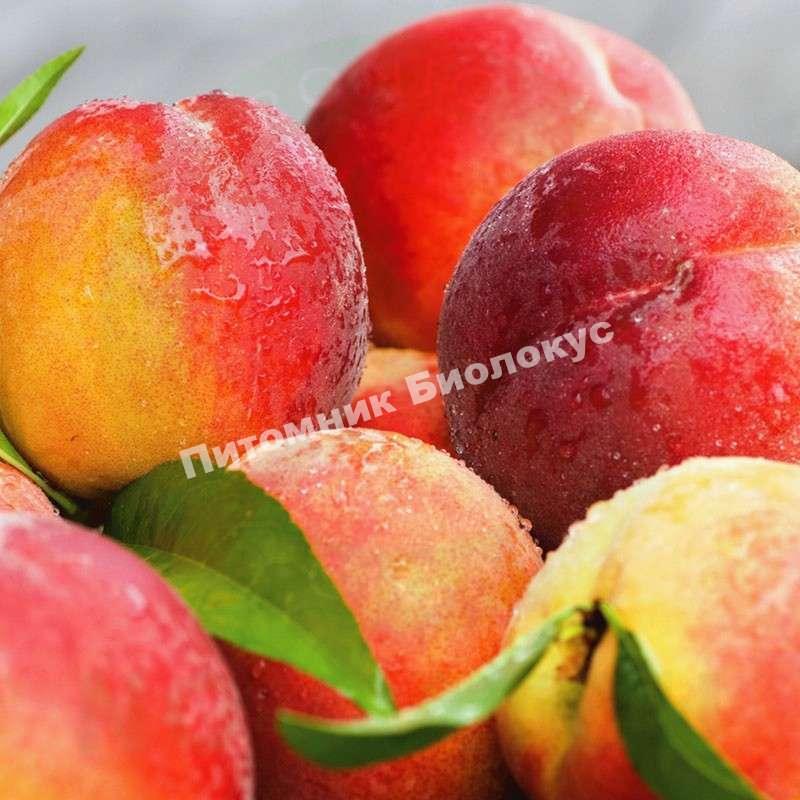 Персик Золотая Москва