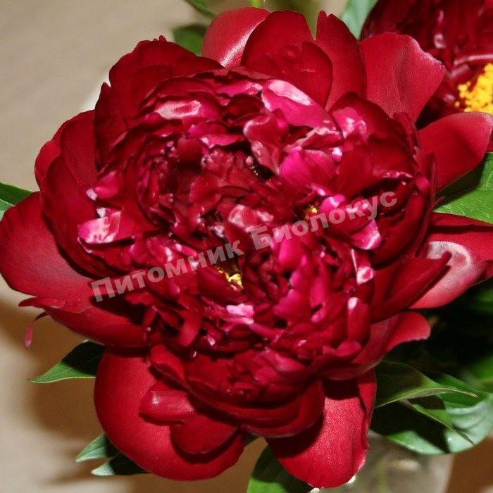 Пион травянистый Петер Бранд