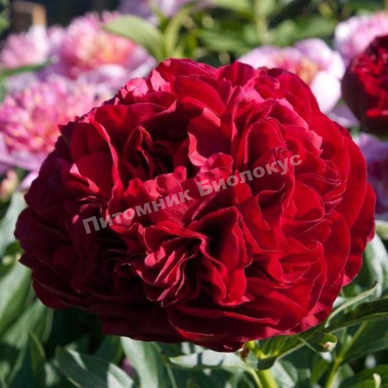 Пион травянистый Кэрол