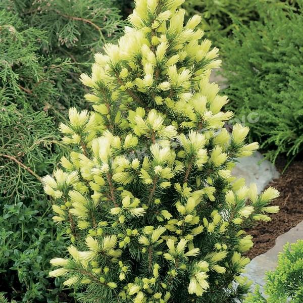 Ель канадская Дейзи Вайт