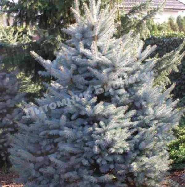 Ель колючая Глаука Аризона