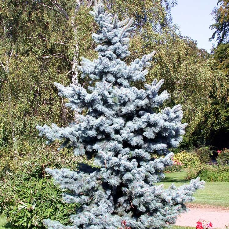 Ель колючая Мисти Блю