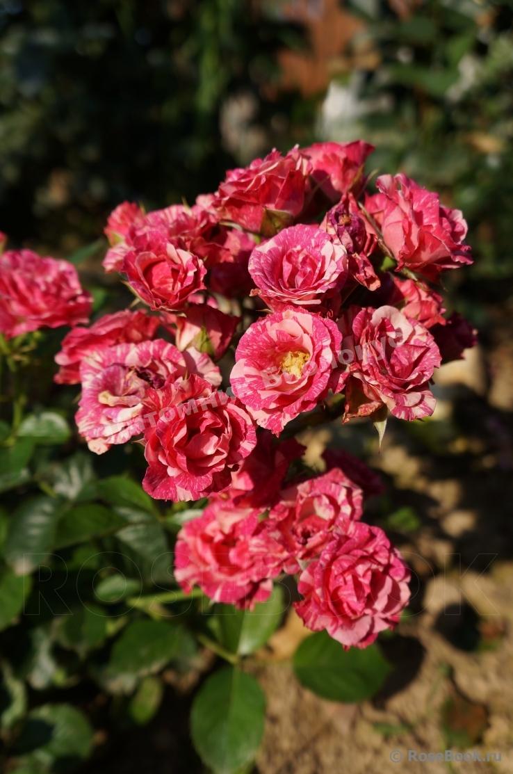 Роза бордюрная Пинк Флэш