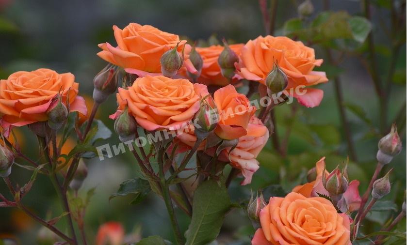 Роза бордюрная Пинк Оранж