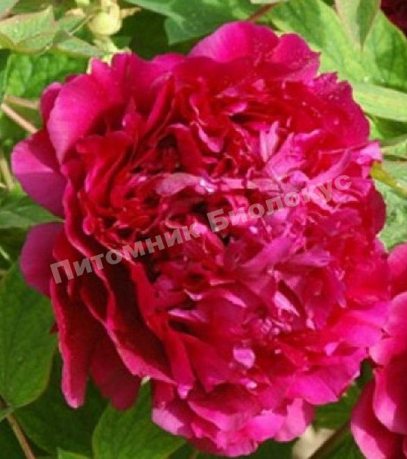 Пион Алые паруса