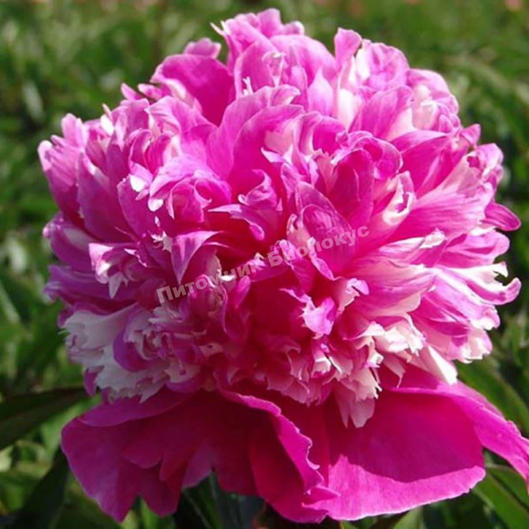 Пион травянистый Селебрити