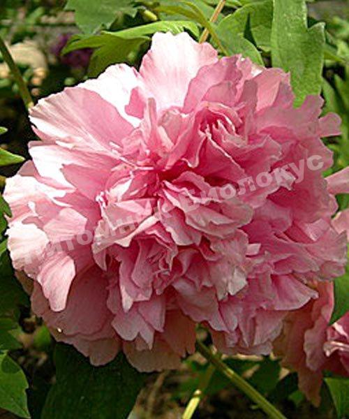 Пион Цвет вечности