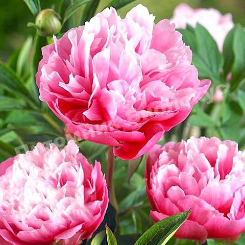 Пион травянистый Джокер