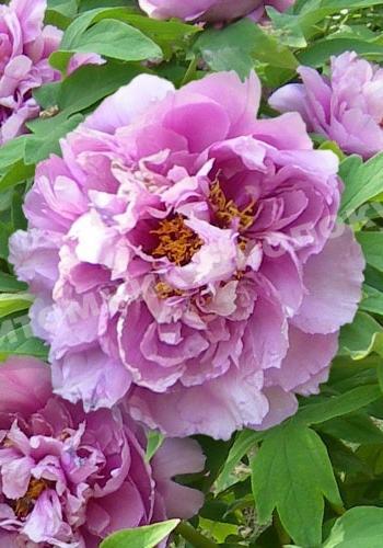 Пион Голубой лотос