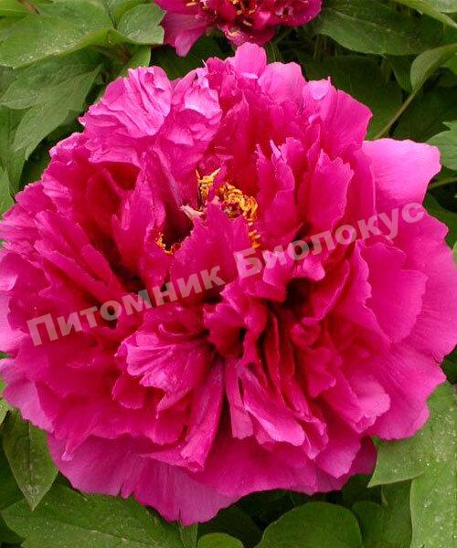 Пион Красное платье