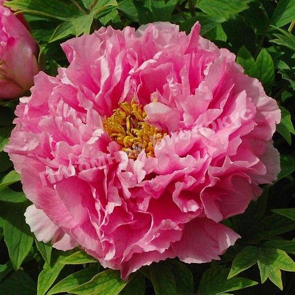 Пион Красное серебро