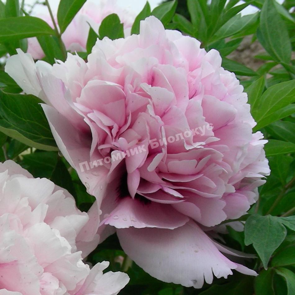 Пион Лантиан Джей