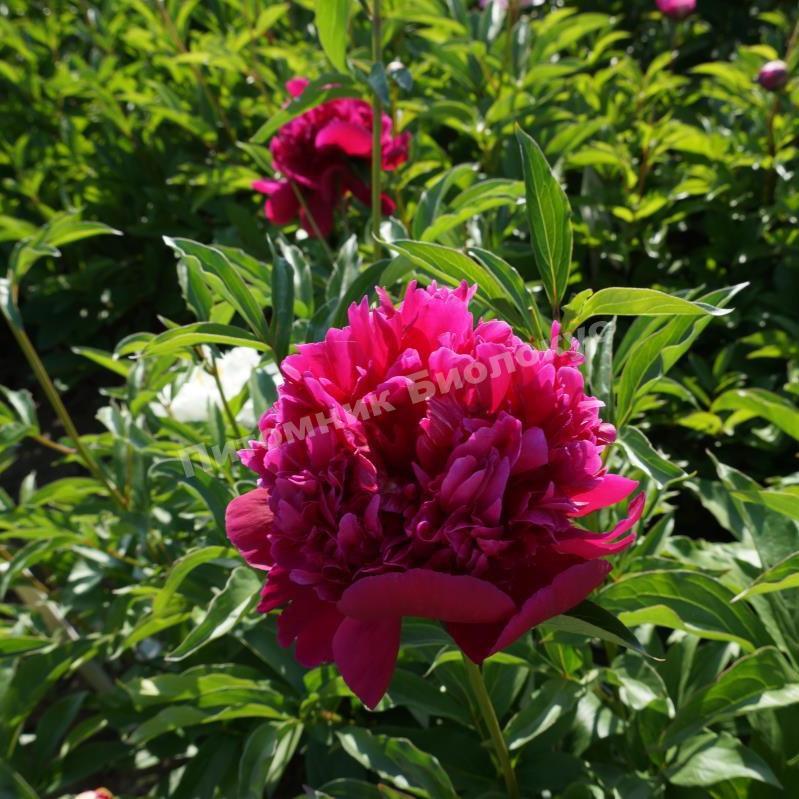 Пион травянистый Инспектор Лаверн