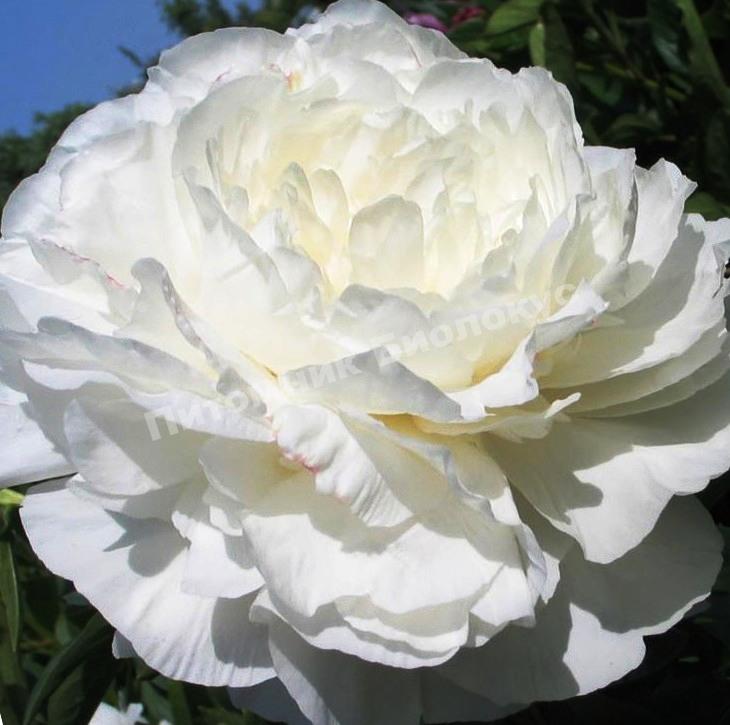 Пион травянистый Мун овер Баррингтон