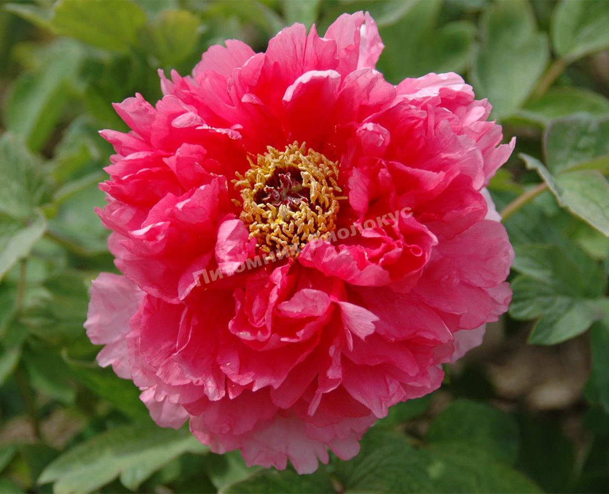 Пион Очаровательная Весна