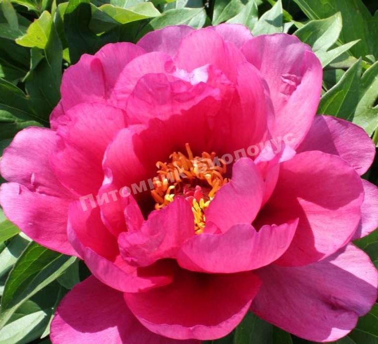 Пион Пурпурная бабочка в золоте