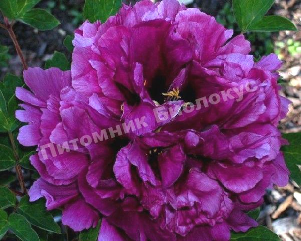 Пион Пурпурная ночь