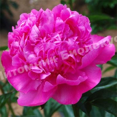 Пион травянистый Себастьян Маас