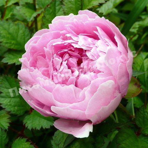 Пион травянистый Эмпайр Стейт