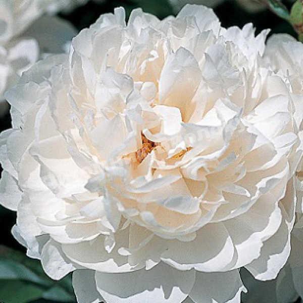 Пион травянистый Класс Акт