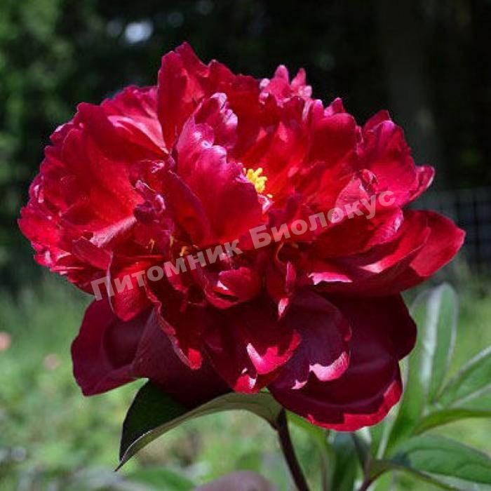 Пион травянистый Мадам Годишо