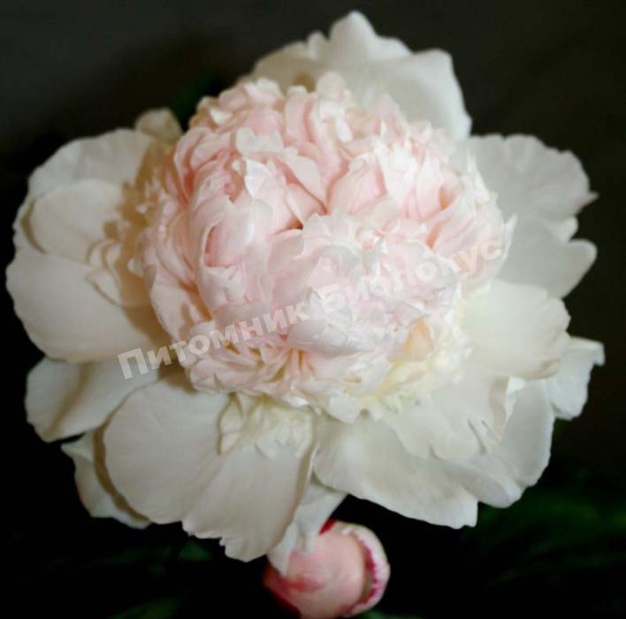 Пион травянистый Мадам Кало