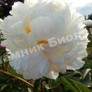 Пион травянистый Мадам Клод Тен