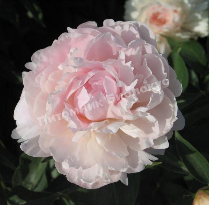 Пион травянистый Соланж