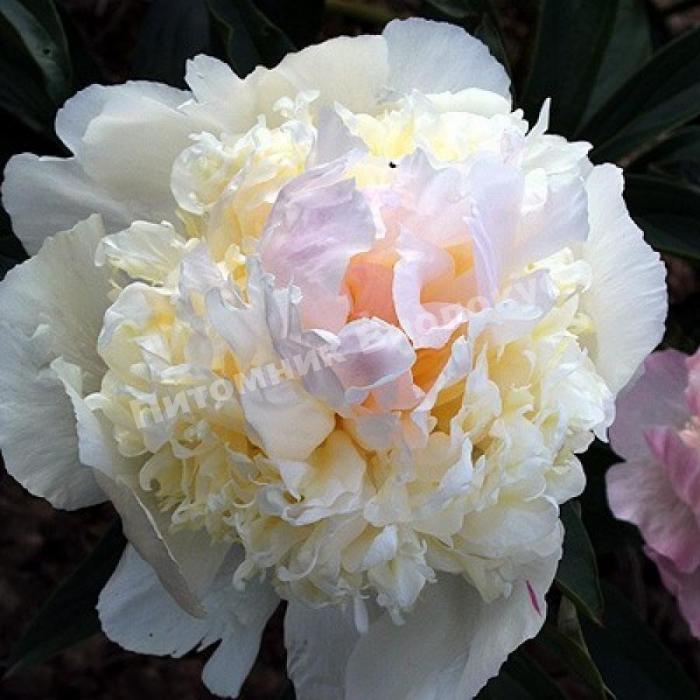 Пион травянистый Вог