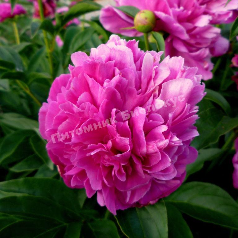 Пион травянистый Феликс Краусс