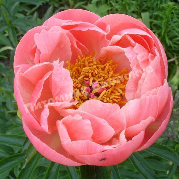 Пион травянистый Корал Бич