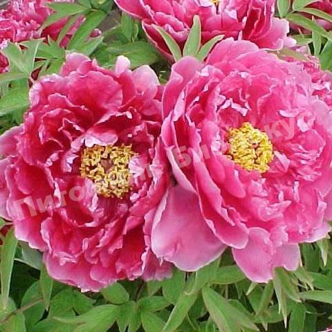 Пион Восход