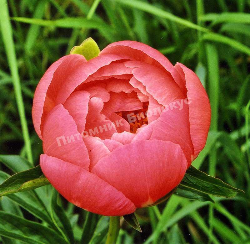 Пион травянистый Корал Чарм
