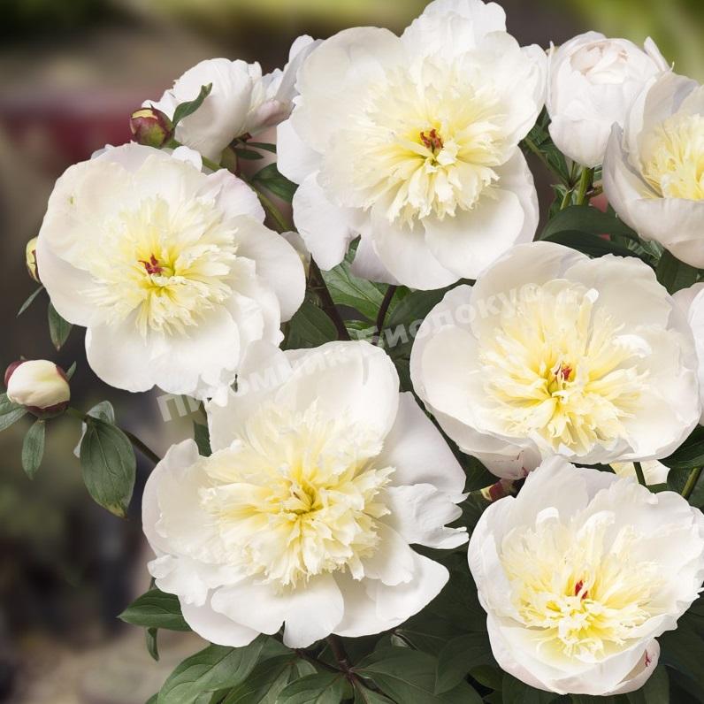 Пион травянистый для патио Дублин