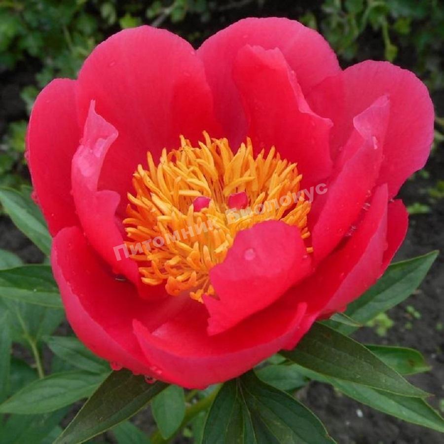 Пион травянистый для патио Москва